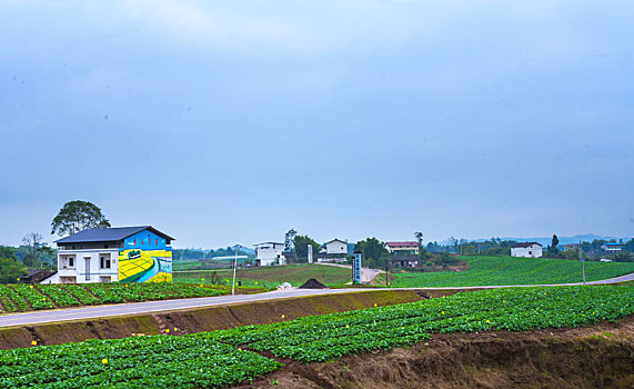 蔬菜基地