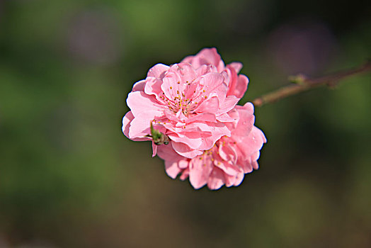 碧桃,千叶桃花,桃花