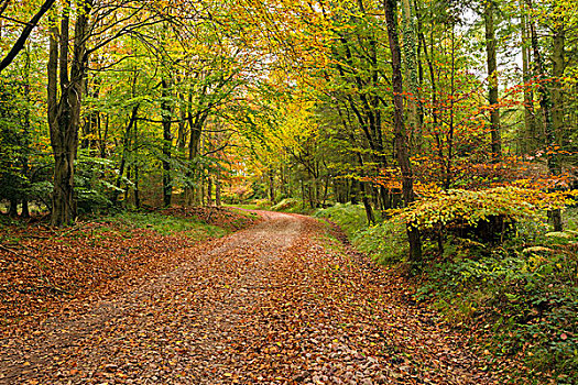 碎石路,弯曲,秋天,树林,威尔士