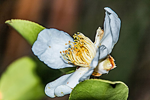 白色棉花特写