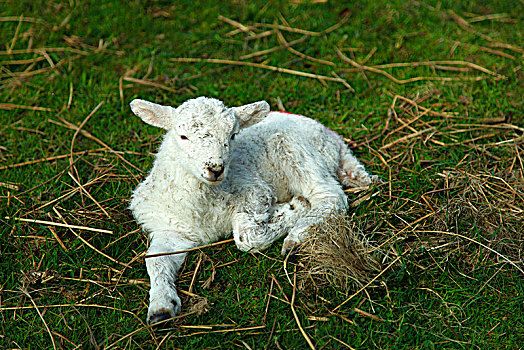 春天,羊羔,农场,雪墩山,威尔士