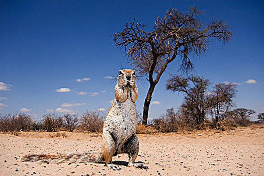 地松鼠,南非地松鼠,站立,卡拉哈里沙漠,风景,卡拉哈迪大羚羊国家公园,博茨瓦纳