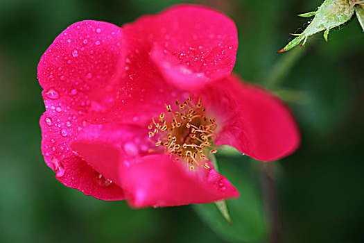 月季花,春天,花朵,娇美,容颜0041