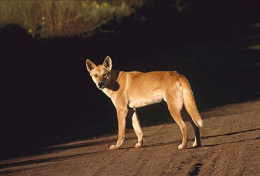 澳洲野狗,站立,土路,澳大利亚