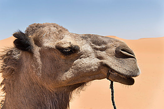 单峰骆驼,沙漠,头像,撒哈拉沙漠,摩洛哥,非洲