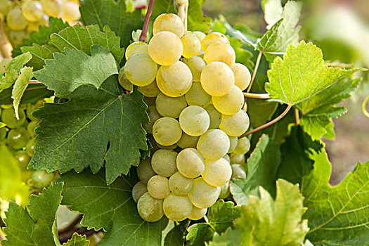 葡萄,枝条,叶子,葡萄园,酿酒葡萄,下奥地利州