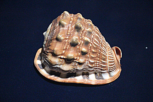 贝壳,海螺
