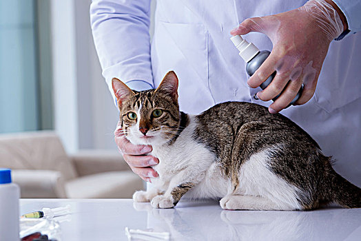 猫,兽医,检查