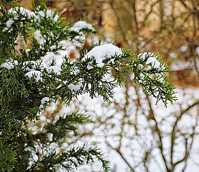 雪中的树枝,创意,植物,艺术,风光,自然,绿色,特写,枝叶,素材,雪松,侧柏,棕,雪