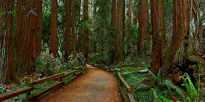 美国,加利福尼亚,小路,红杉,穆尔国家森林纪念地,大幅,尺寸