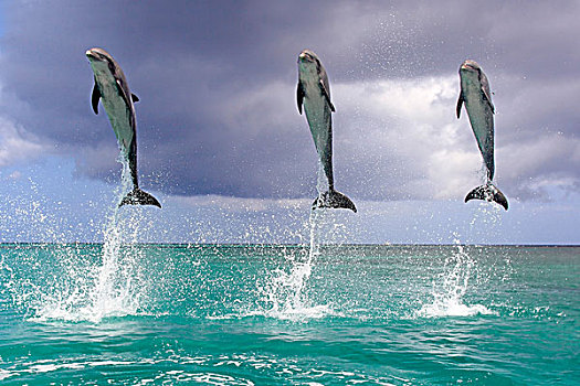 三个,宽吻海豚,海豚,成年,跳跃,室外,海洋,洪都拉斯,加勒比,中美洲,拉丁美洲