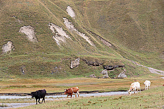 乔治亚,群,母牛,放牧,山谷