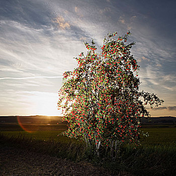 瑞典,孤单,花楸树,日出
