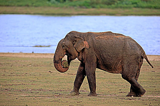 斯里兰卡人,大象,象属,成年,雄性,觅食,吃,国家公园,斯里兰卡,亚洲
