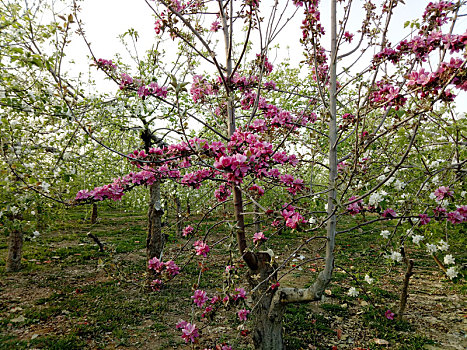 苹果花是红色的