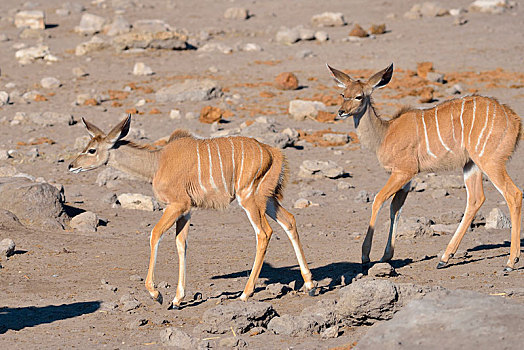 大捻角羚,两个,幼兽,走,干燥,地面,埃托沙国家公园,纳米比亚,非洲