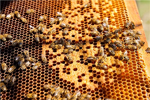 忙碌,蜜蜂,特写,工作,蜂窝