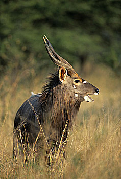 林羚,克鲁格国家公园,南非,非洲