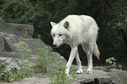 白色,狼,动物园,德国,欧洲