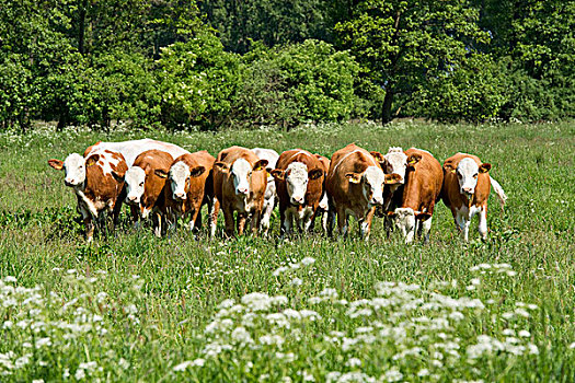 家牛,站立,草场,下萨克森,德国,欧洲