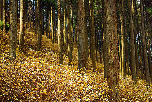 树林,大分,日本