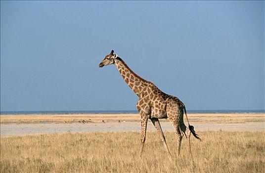 长颈鹿,埃托沙国家公园,纳米比亚