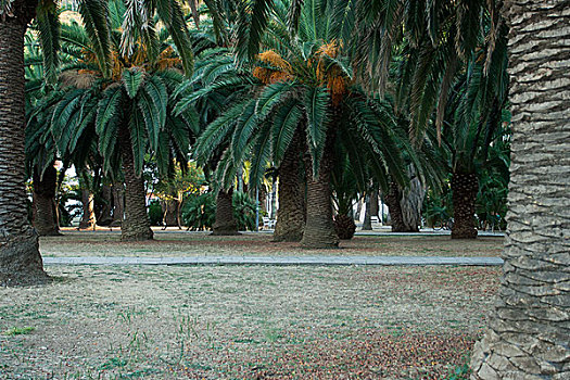 棕榈树,公园