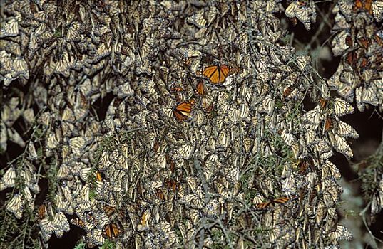 黑脉金斑蝶,帝王蝴蝶,冬天,地面,米却阿肯州,墨西哥