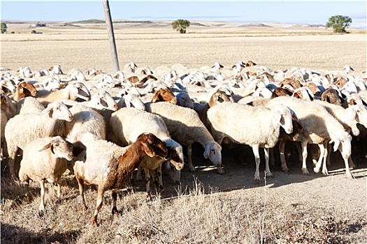 绵羊,牧群,卡斯提尔,西班牙