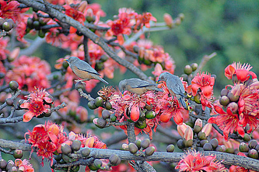 鸟,花,春天,孟加拉,达卡,二月,2008年