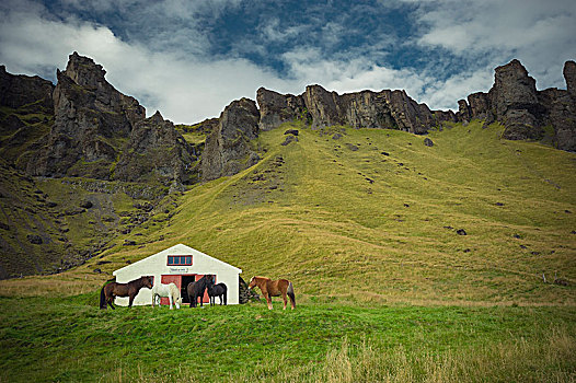 冰岛,团队,马,靠近,谷仓