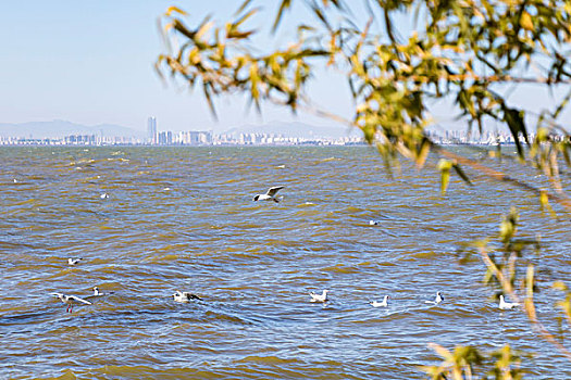 冬天的昆明捞鱼河湿地公园