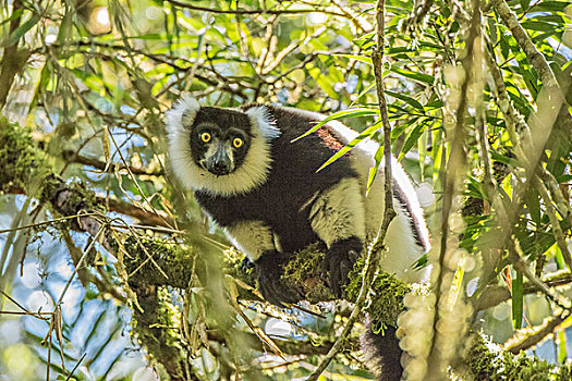 madagascar马达加斯加狐猴indri