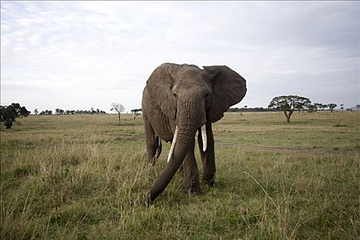 非洲象,地点,马赛马拉国家保护区,肯尼亚