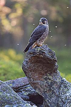 游隼,雏鸟,坐,石头,巴伐利亚森林,自然保护区,巴伐利亚,德国,欧洲