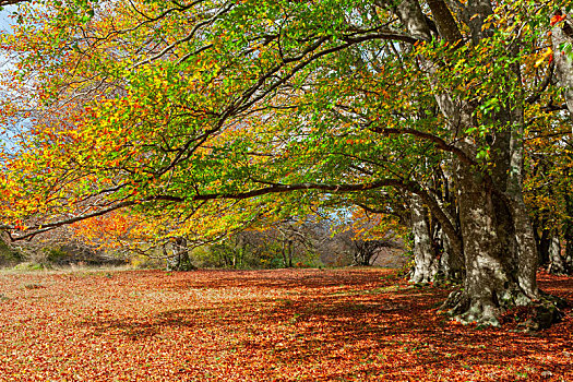 秋天,木头,公园,意大利