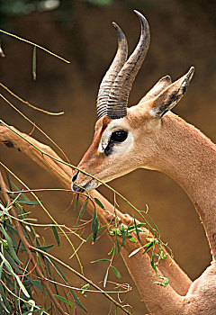 雄性,非洲瞪羚,后腿站立,进食,长颈羚