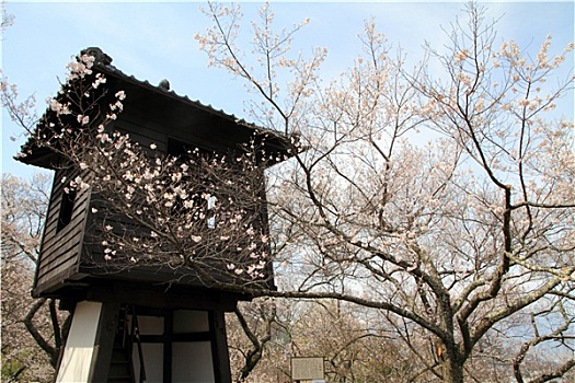 樱花,长野,日本