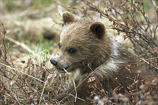 大灰熊,棕熊,探索,灌木丛,德纳利国家公园和自然保护区,阿拉斯加