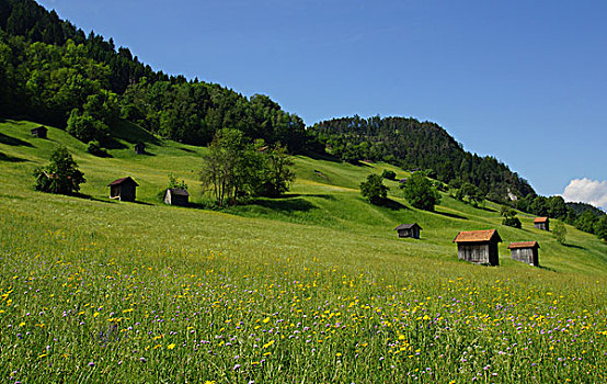 阿尔卑斯草甸