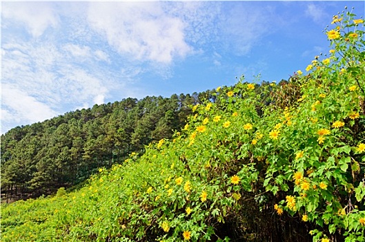 景色,自然,山