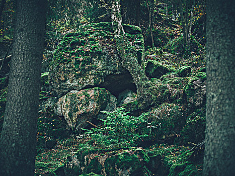 苔藓,石头,树林