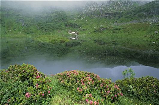 法国,上萨瓦省,湖,杜鹃属植物,薄雾