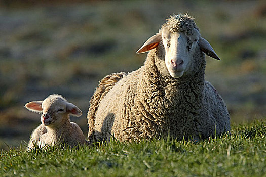 绵羊,羊羔,坝,草地,卧