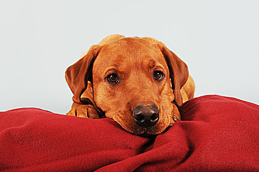 拉布拉多犬,黄色,雄性,躺着,红色,毯子,头像