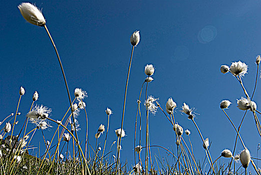 挪威,罗浮敦群岛,狭叶棉花莎草
