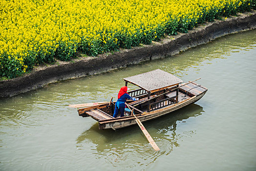 江苏,兴化,油菜花