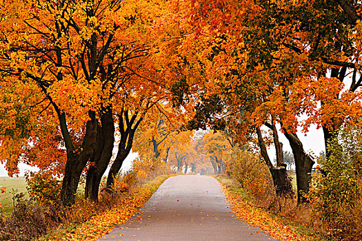 秋天,枫树,道路