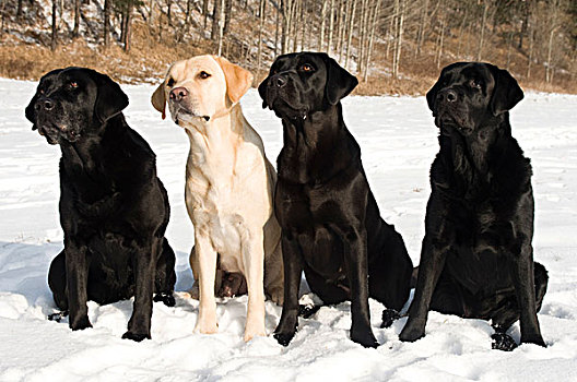 拉布拉多犬,复得,坐,雪