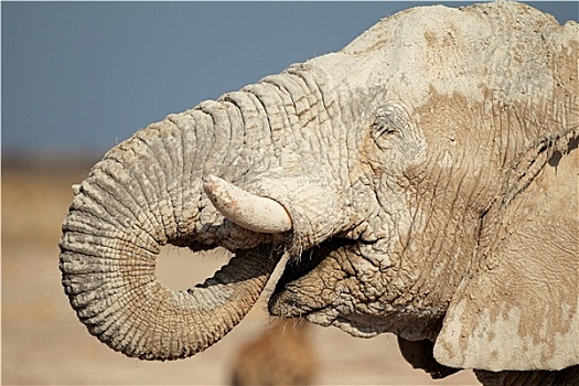 非洲象,遮盖,泥
